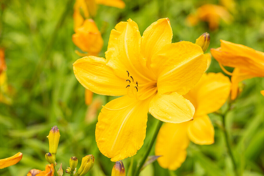 Hemerocallis Cartwheels