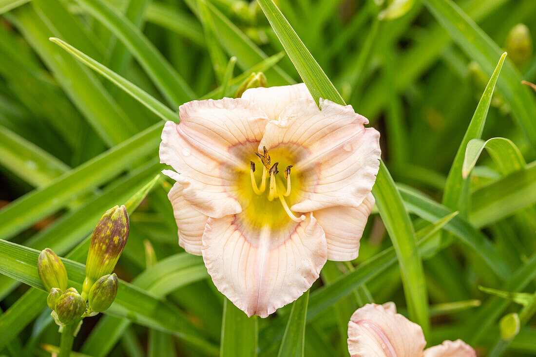 Hemerocallis Baby Blues