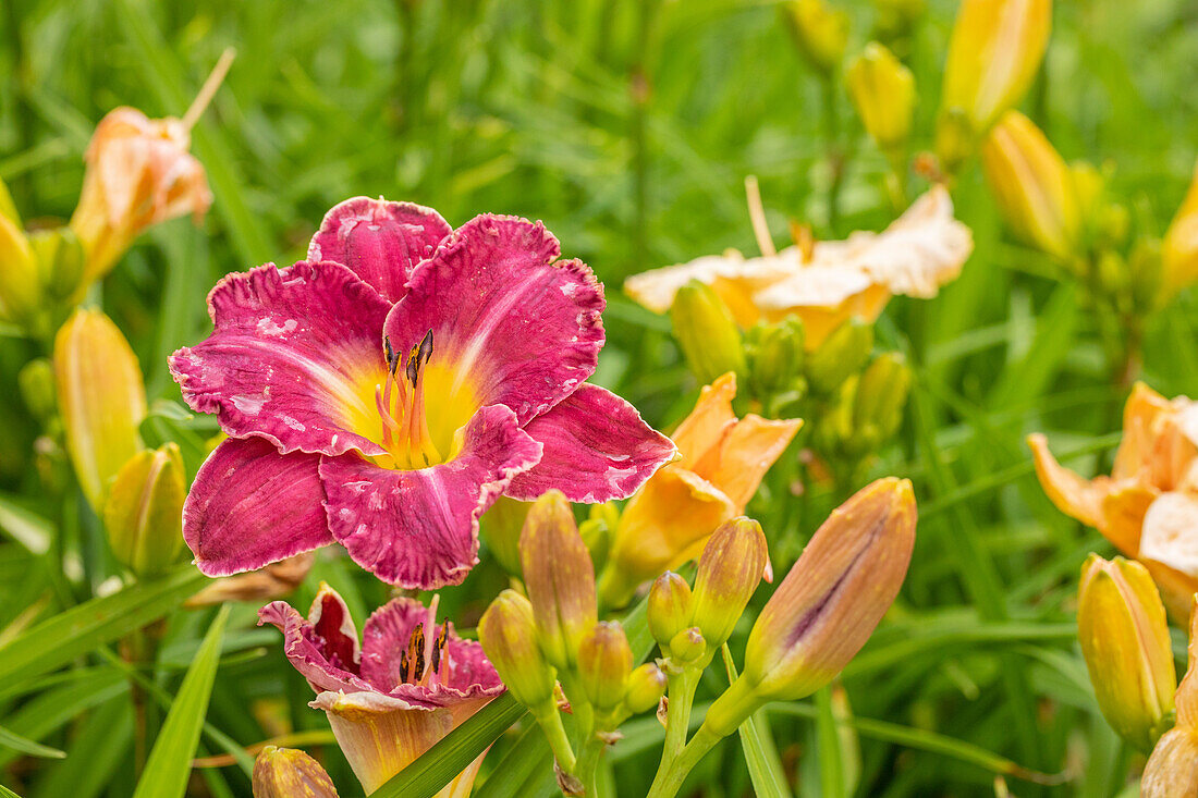 Hemerocallis Earth Music