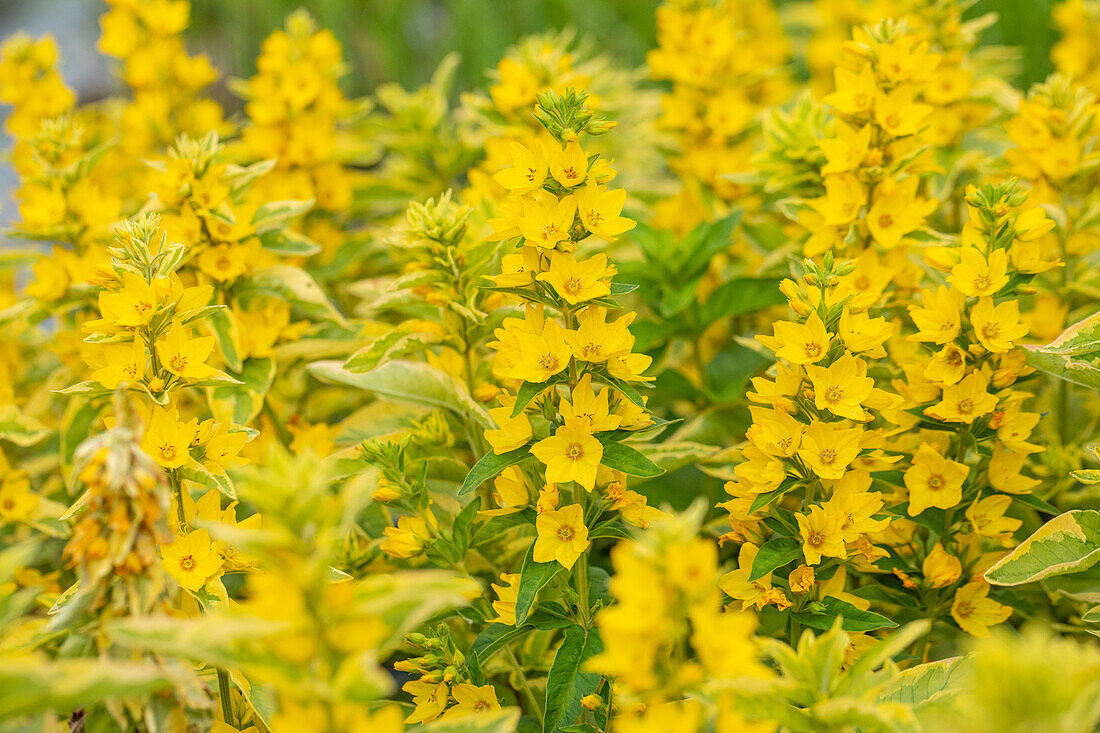 Lysimachia punctata 'Alexander's Var'