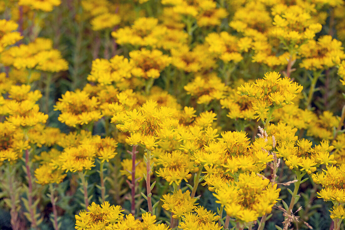 Sedum reflexum