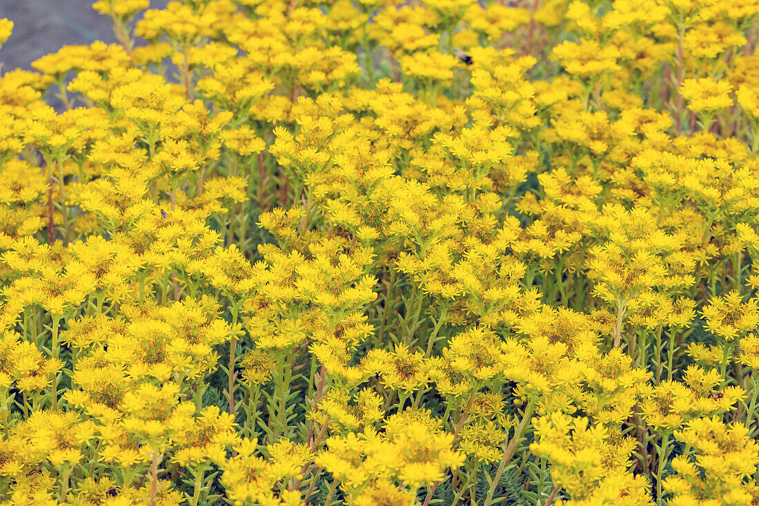 Sedum reflexum