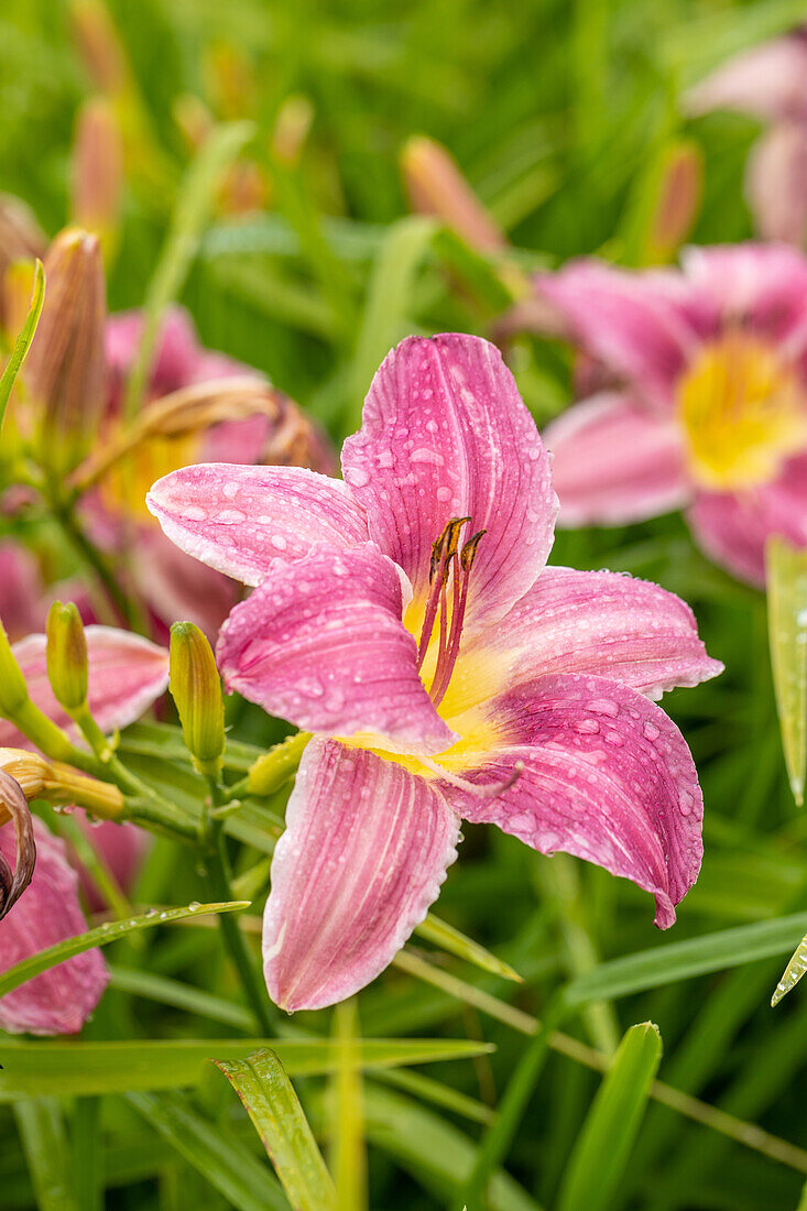 Hemerocallis, pink