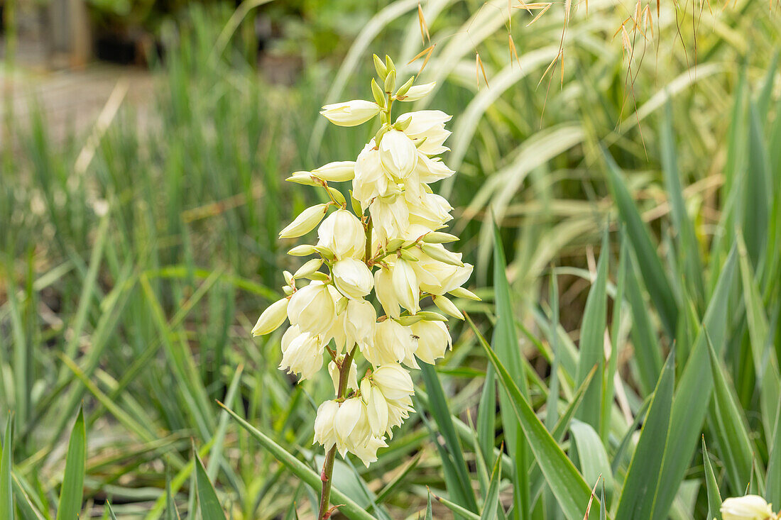 Yucca filamentosa