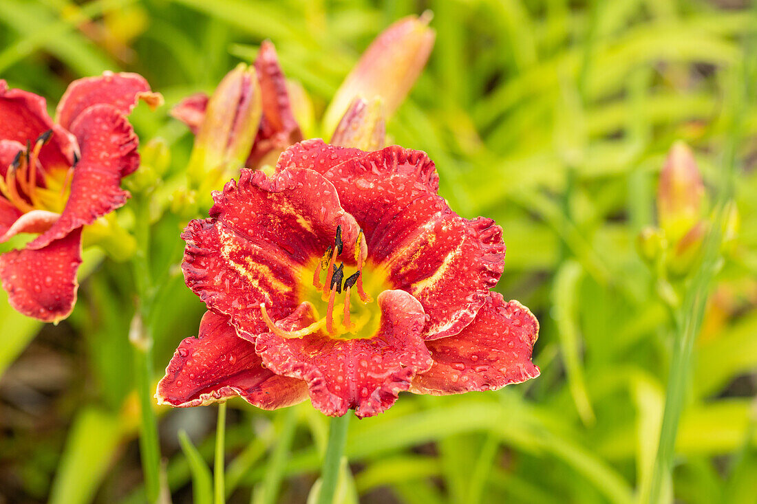 Hemerocallis 'Bright Velvet'