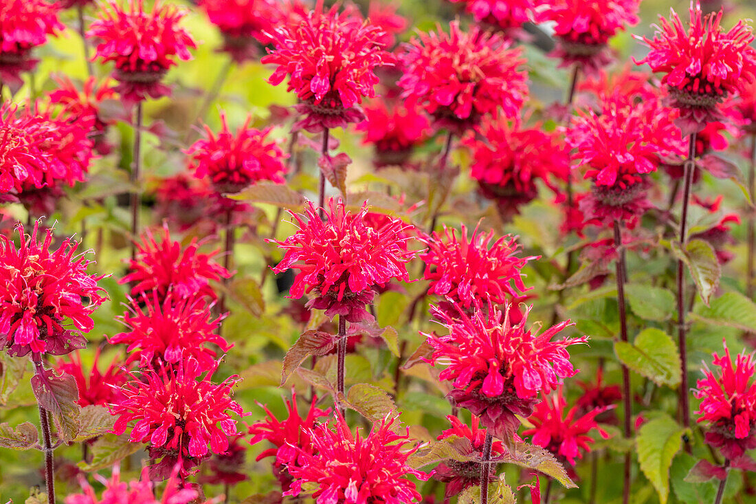 Monarda didyma 'Bee-Happy'®