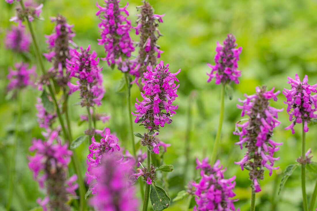 Stachys monnieri 'Hummelo'