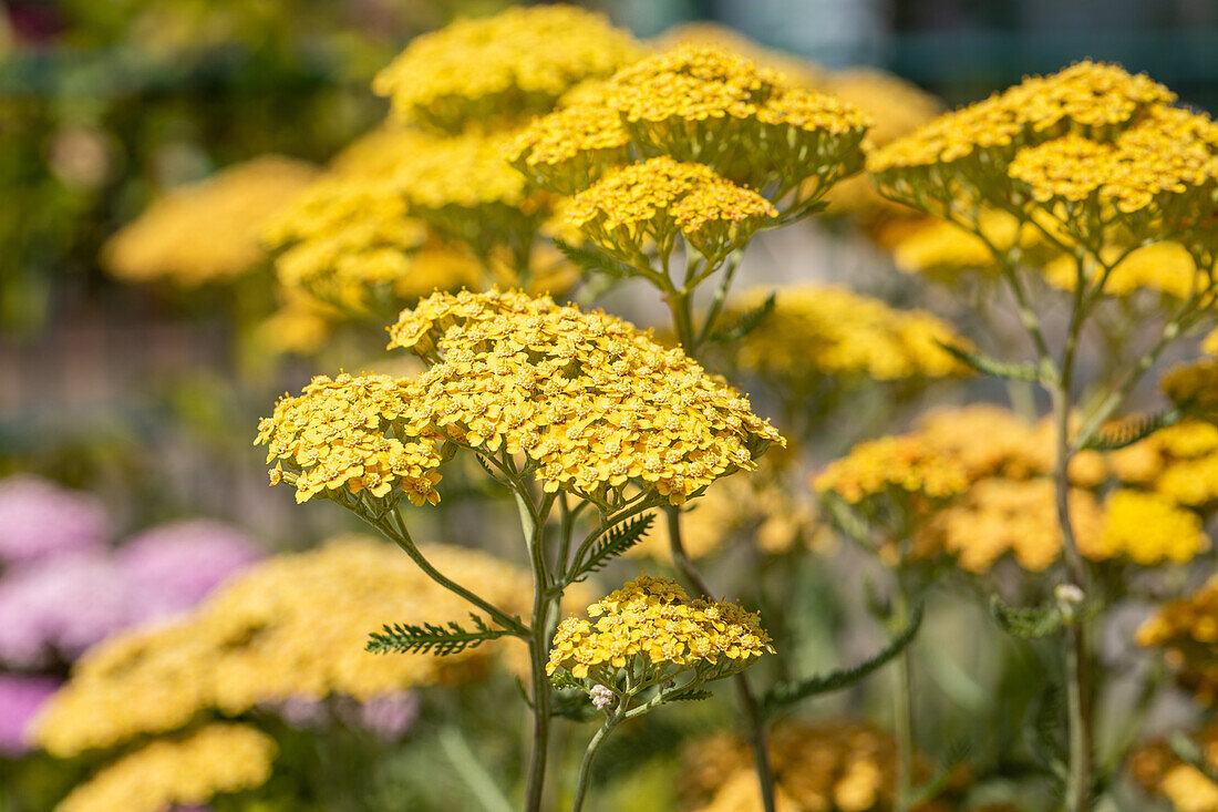 Achillea millefolium 'Terracotta