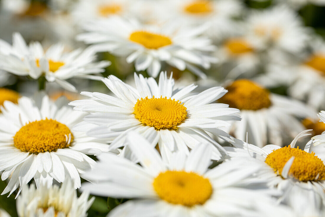 Leucanthemum maximum 'Madonna'