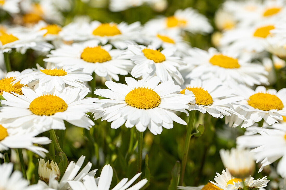 Leucanthemum maximum 'Madonna'