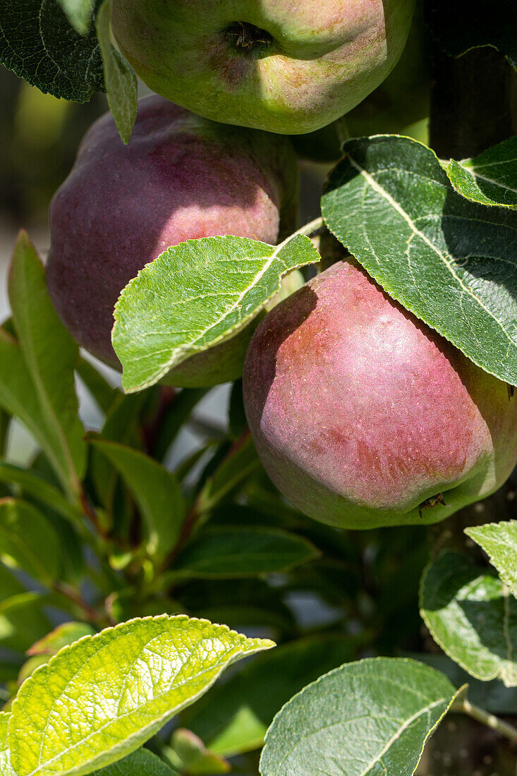 Malus domestica 'Starline® Blue Moon'.