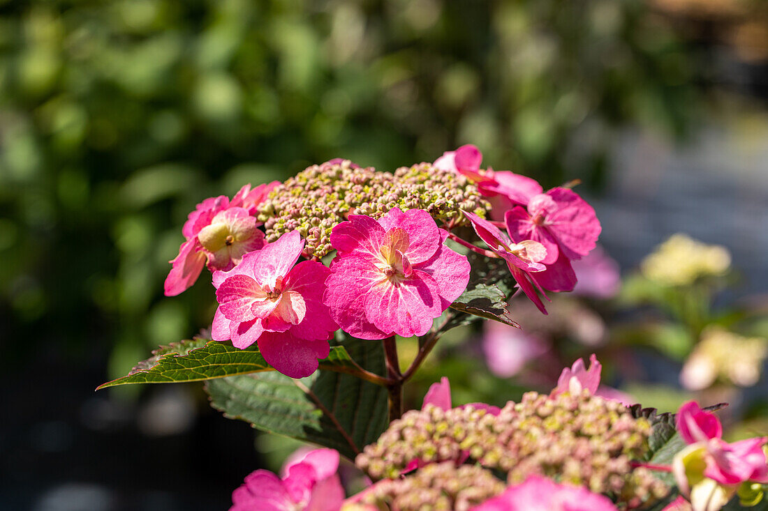 Hydrangea macrophylla, rote Tellerblüten