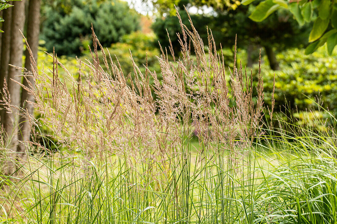 Ornamental grasses