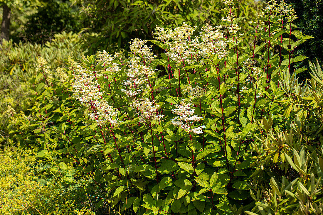 Hydrangea paniculata 'Burgundy Lace'