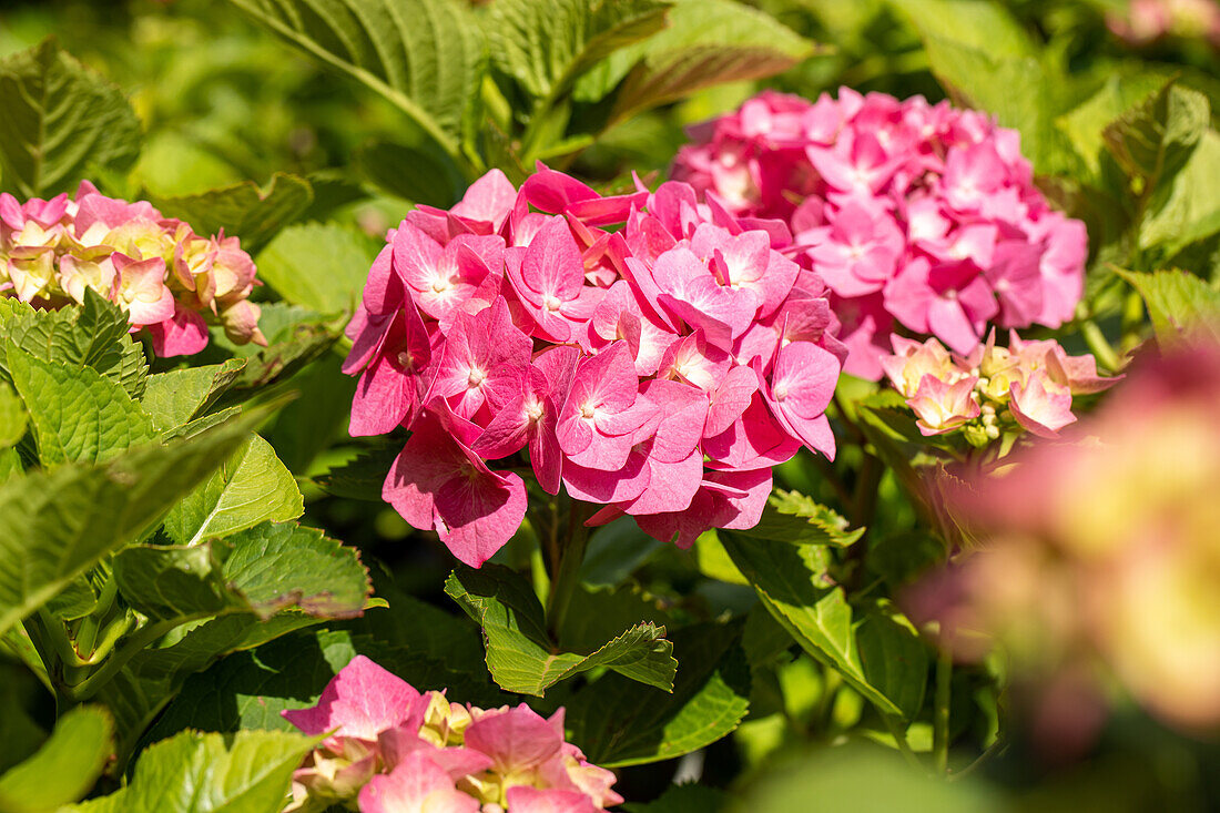 Hydrangea macrophylla, pink