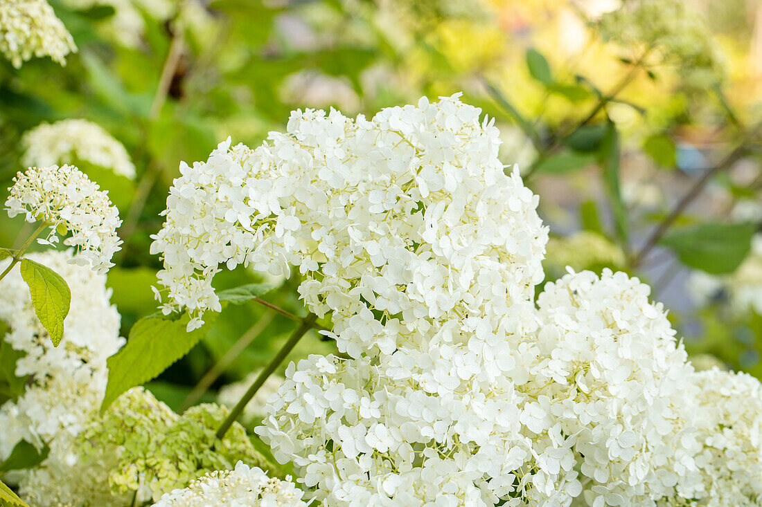 Hydrangea arborescens Sheep Cloud