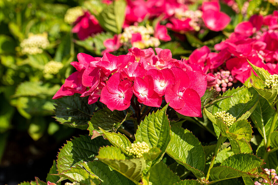 Hydrangea macrophylla, red