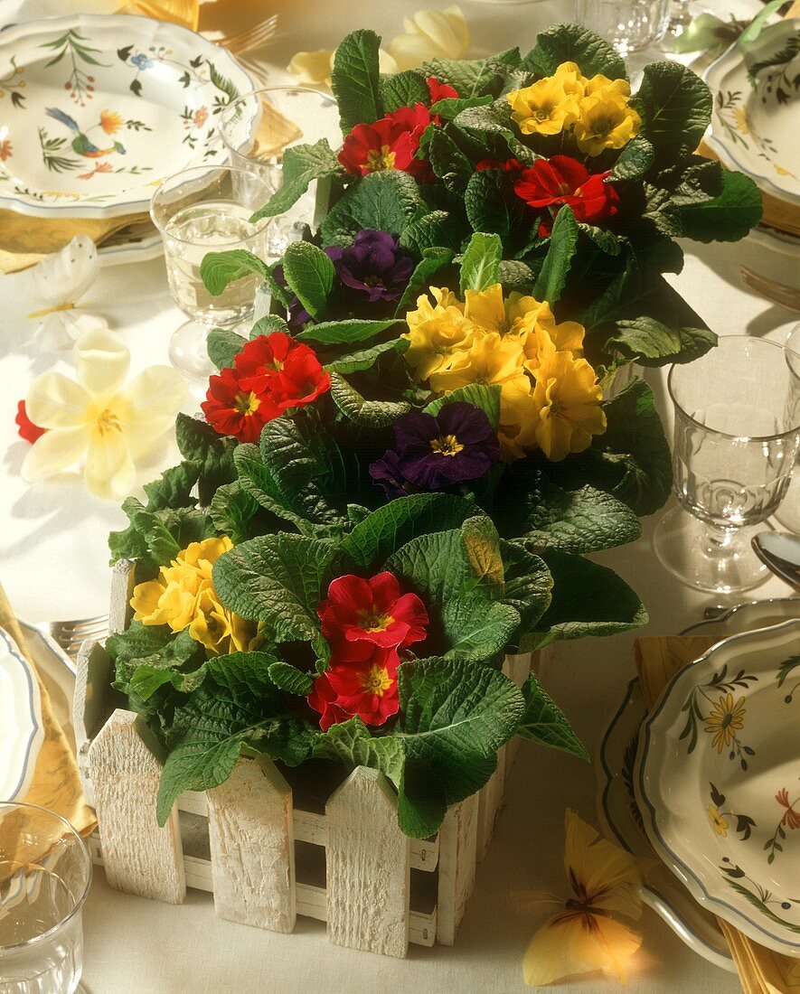 Decorative window box with primroses as table decoration
