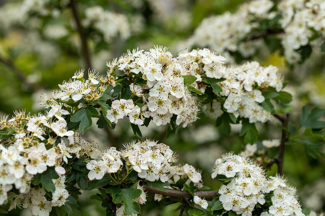 Crataegus laevigata