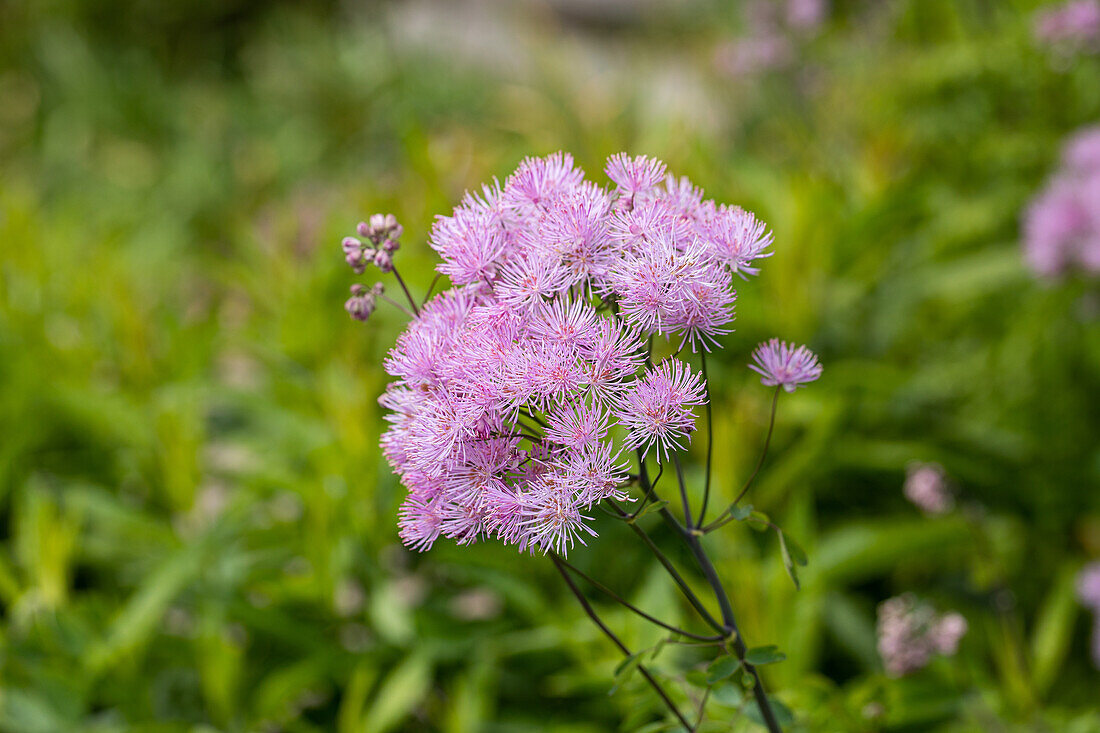 Thalictrum aquilegifolium