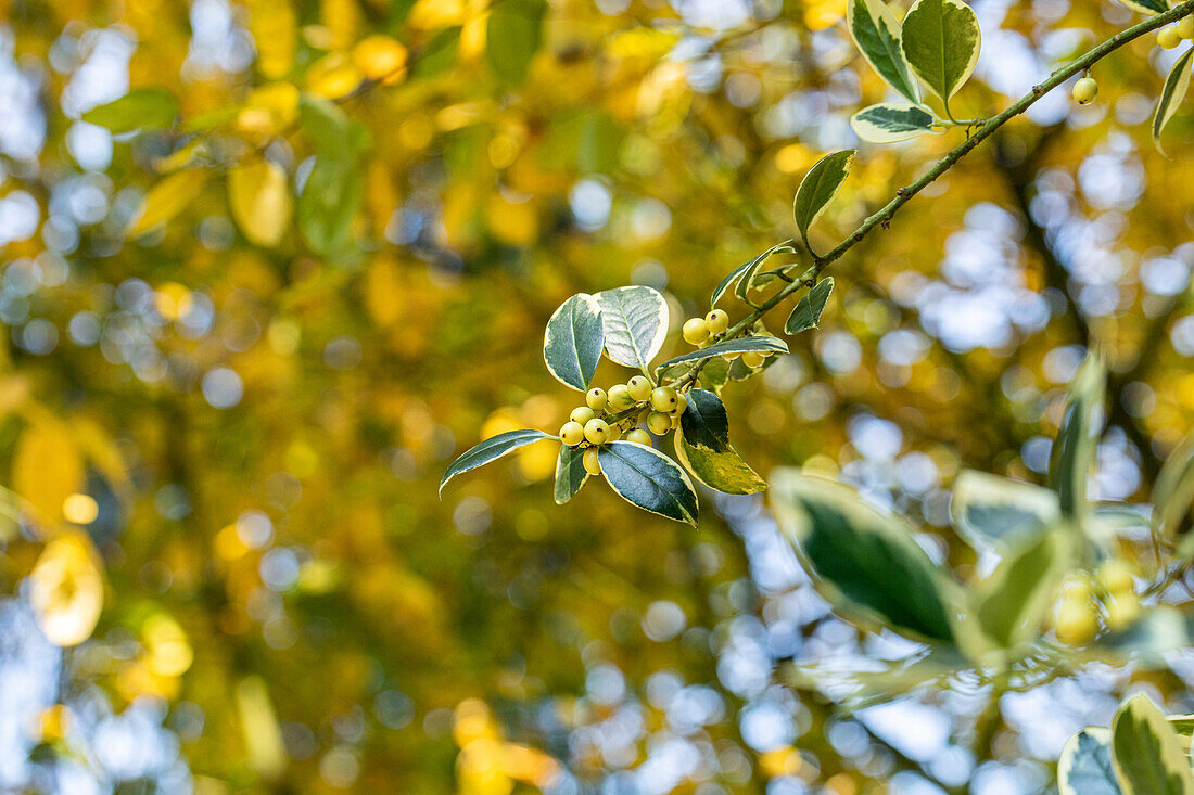 Ilex aquifolium 'Silver van Tol'