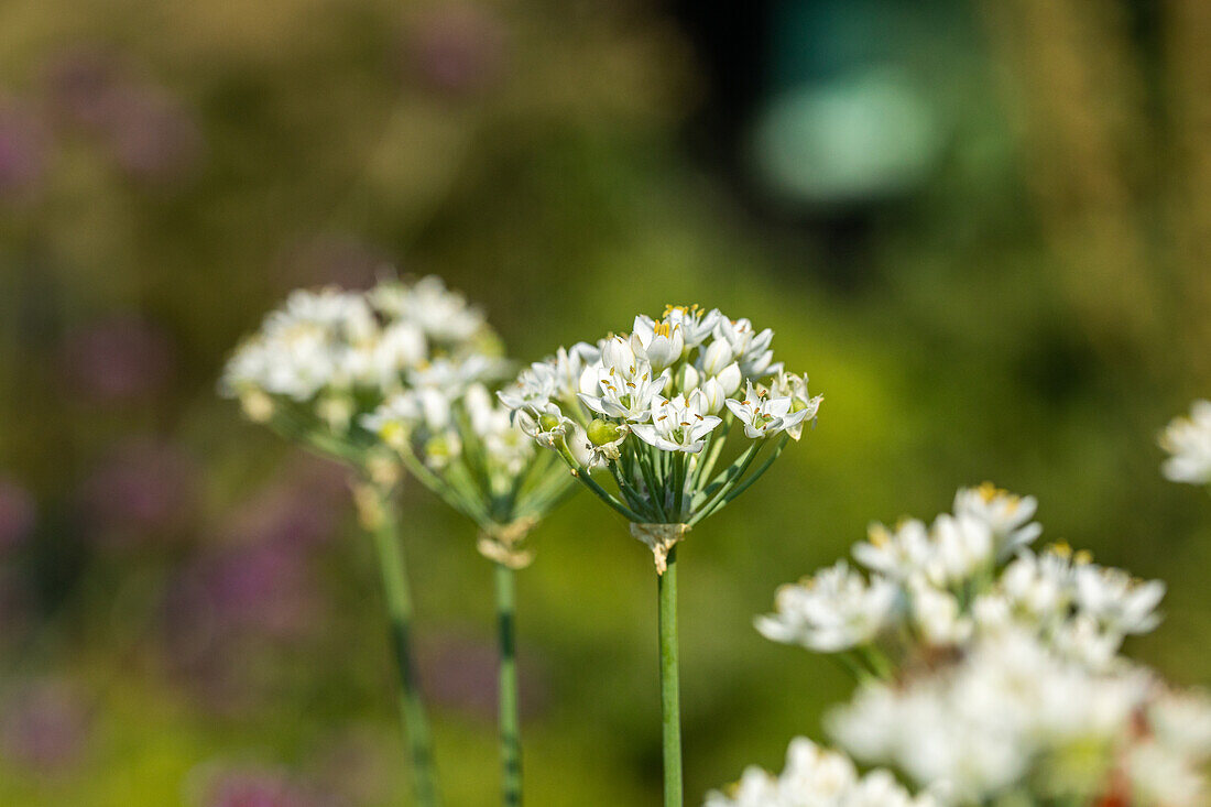 Allium neapolitanum