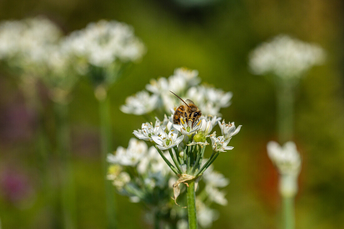 Allium neapolitanum