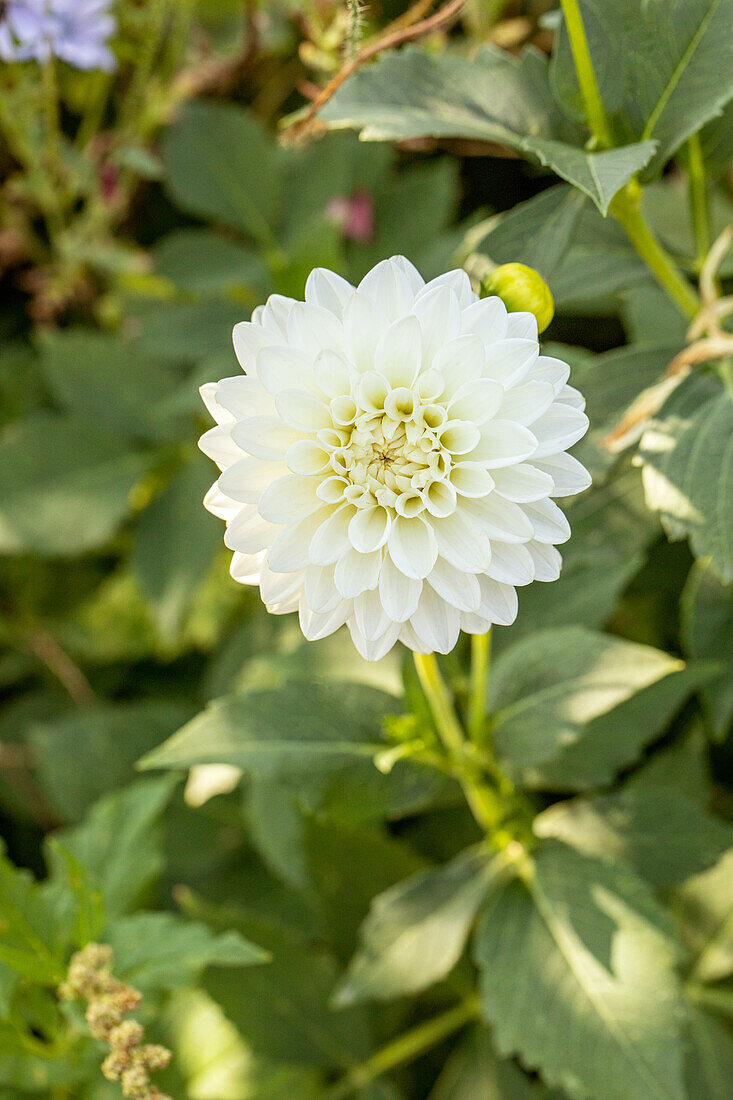 Dahlia, white