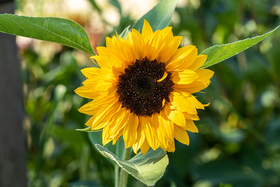 Helianthus annuus