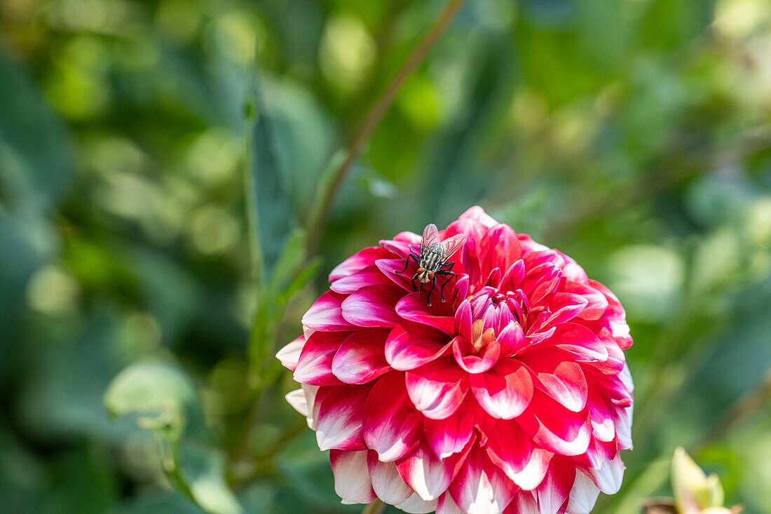 Fly on Dahlia