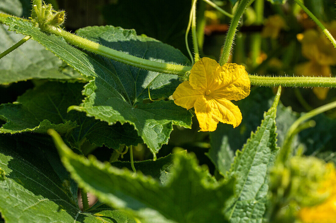 Cucurbita