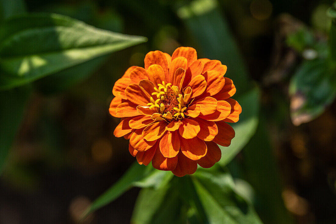 Zinnia elegans