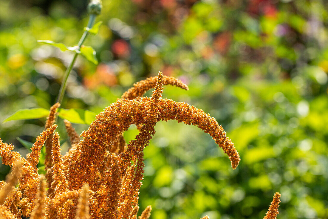 Amaranthus cruentus