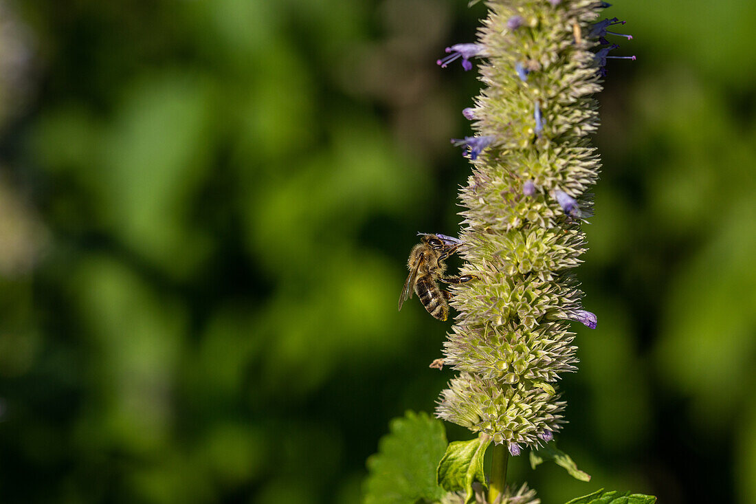 Bee on flower