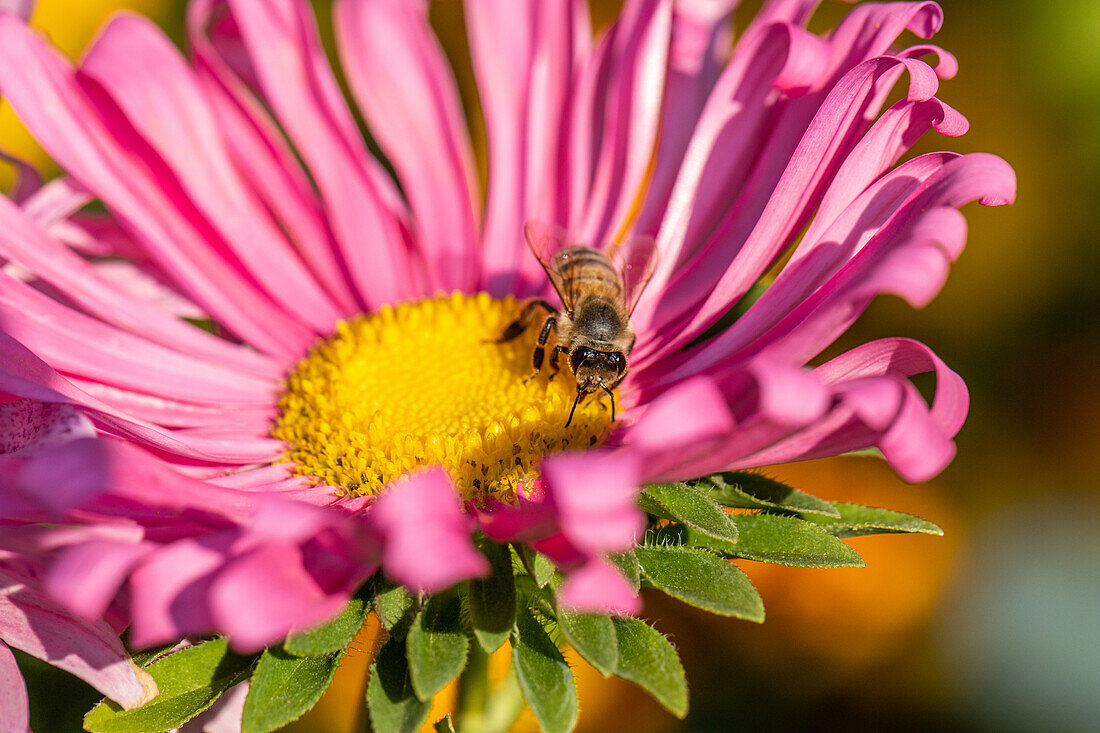 Bee on flower