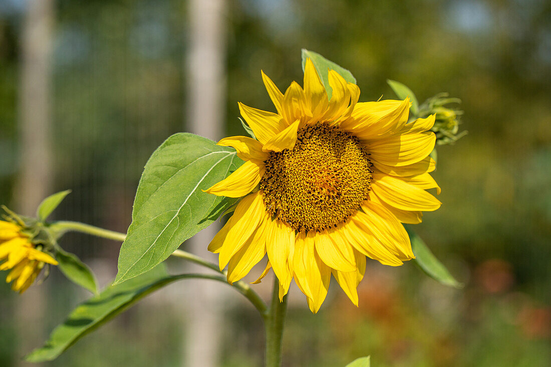 Helianthus annuus