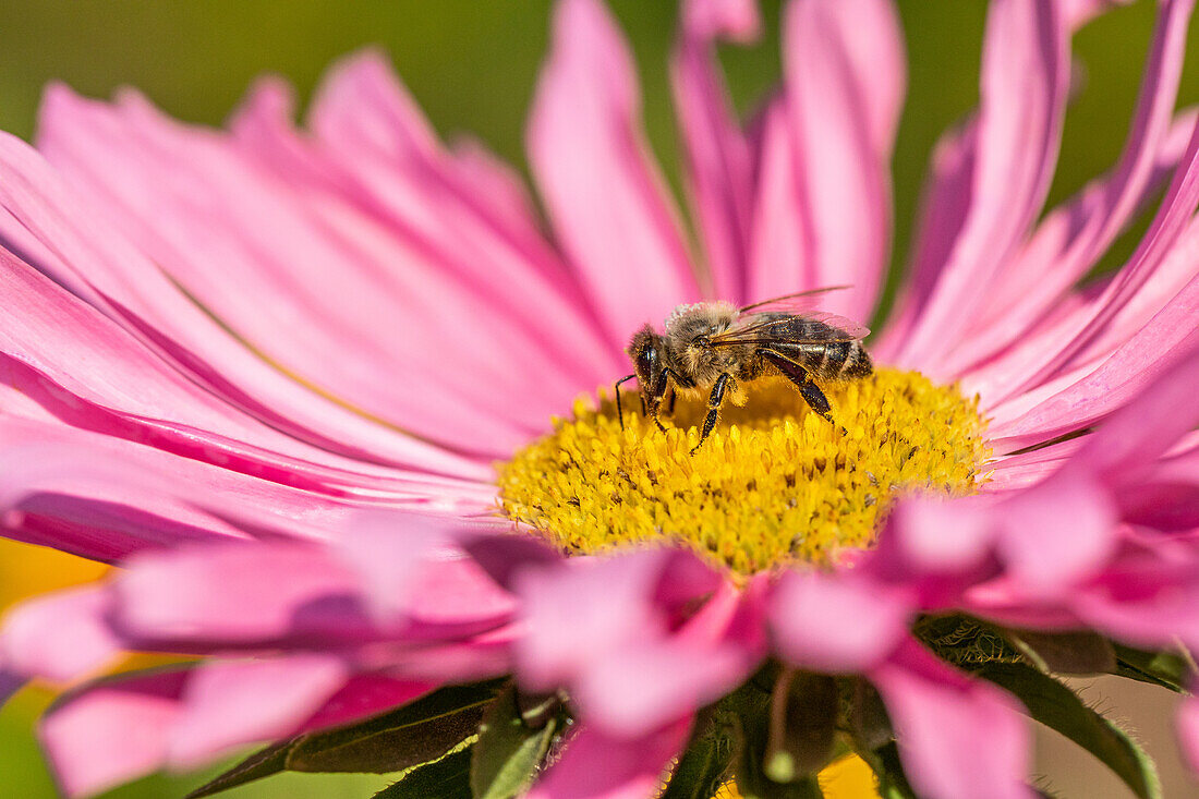 Biene auf Blüte