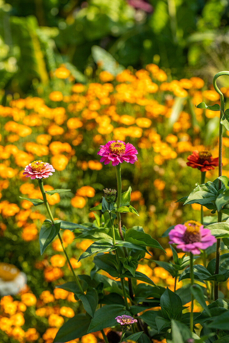 Zinnia elegans