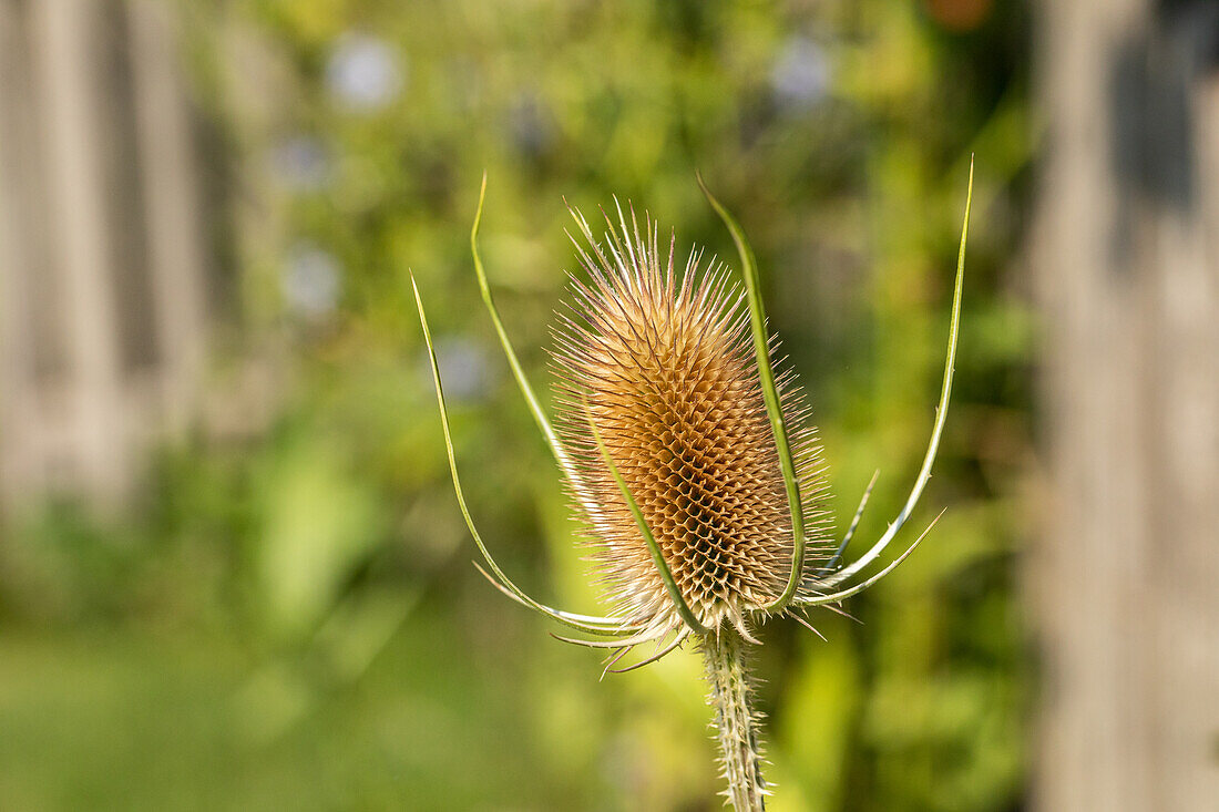 Dipsacus sativus