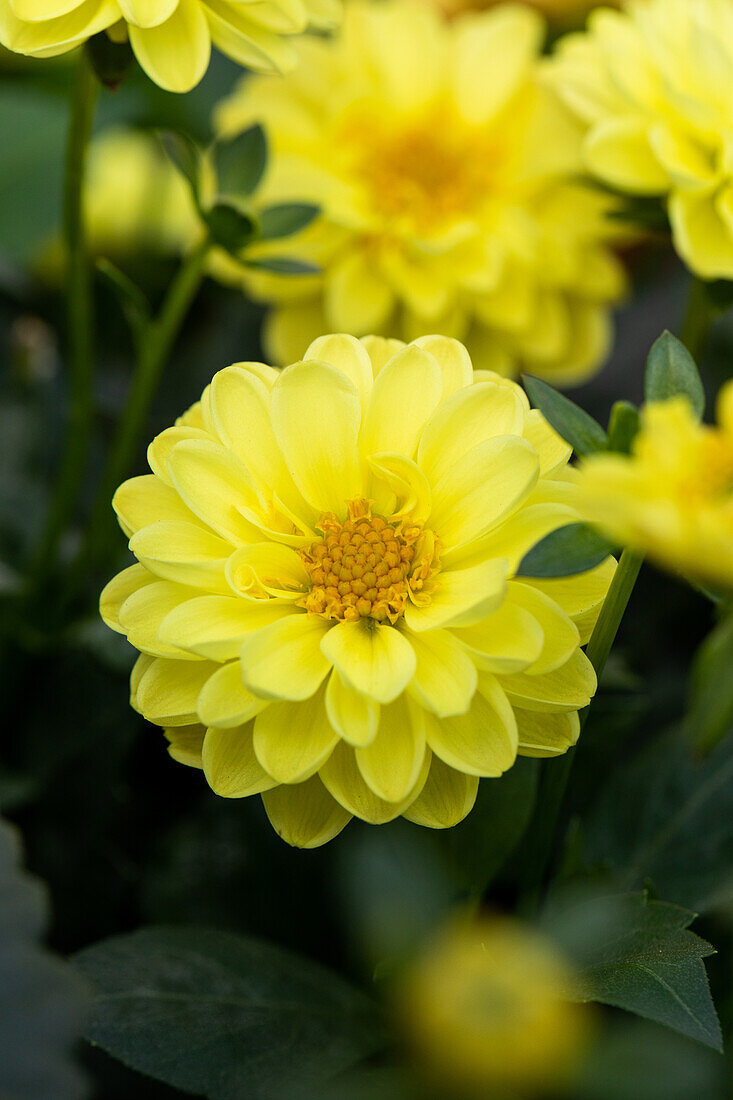 Dahlia cultivars Dalina® Mini ''Paulo''