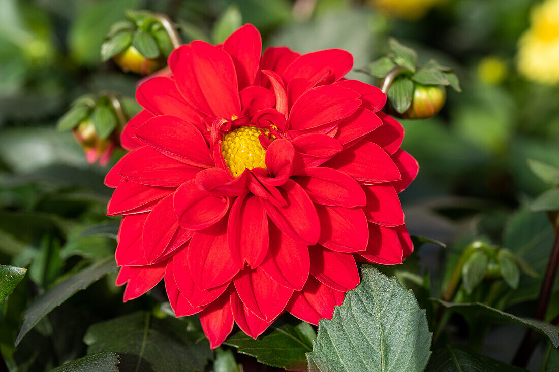 Dahlia cultivars Dalina® Mini ''Santos''