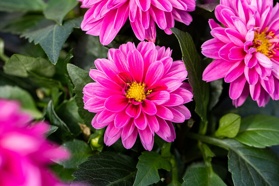 Dahlia DALAYA® Mini 'Olinda'