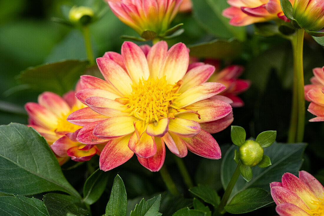 Dahlia cultivars Dalina® Mini ''Lorena''