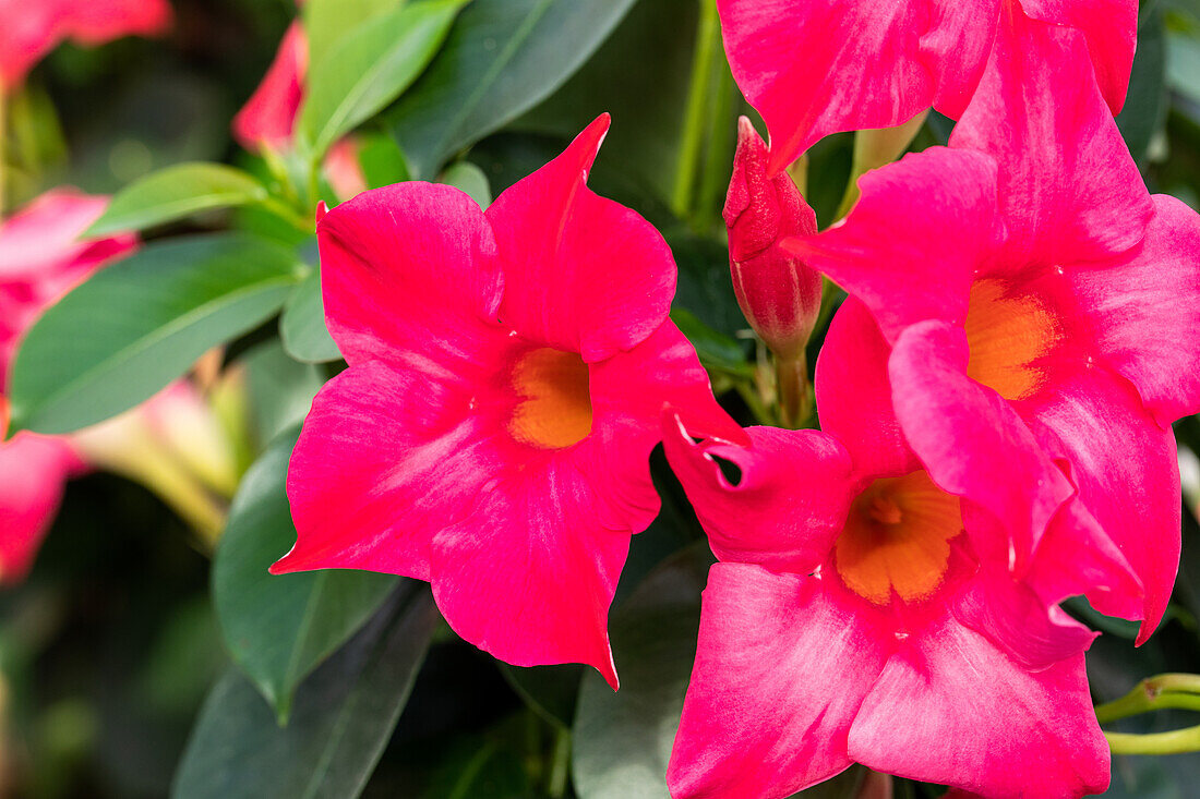 Mandevilla sanderi Sundaville® 'Pink' (sunmandecripi)