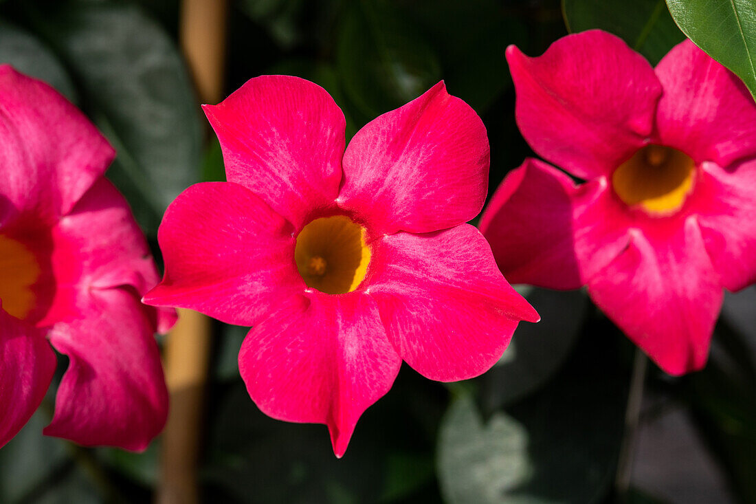 Mandevilla sanderi Dundee® Sel® ''Pink''