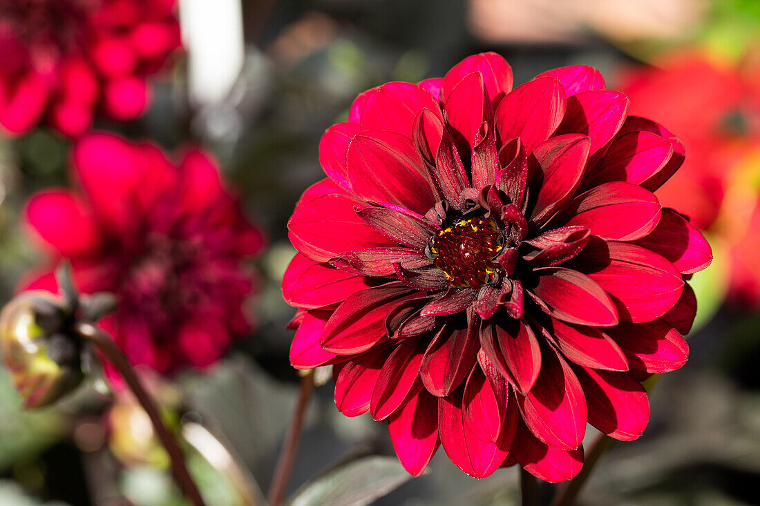 Dahlia cultivars Dark Dalaya Sel® ''Aruna''