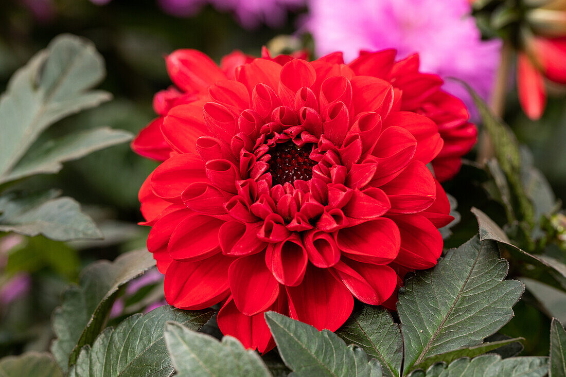 Dahlia cultivars Dark Dalaya Sel® ''Amba''