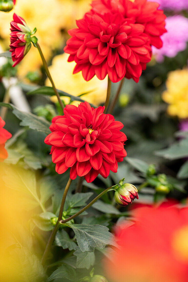 Dahlia cultivars Dalaya Sel® ''Goa''