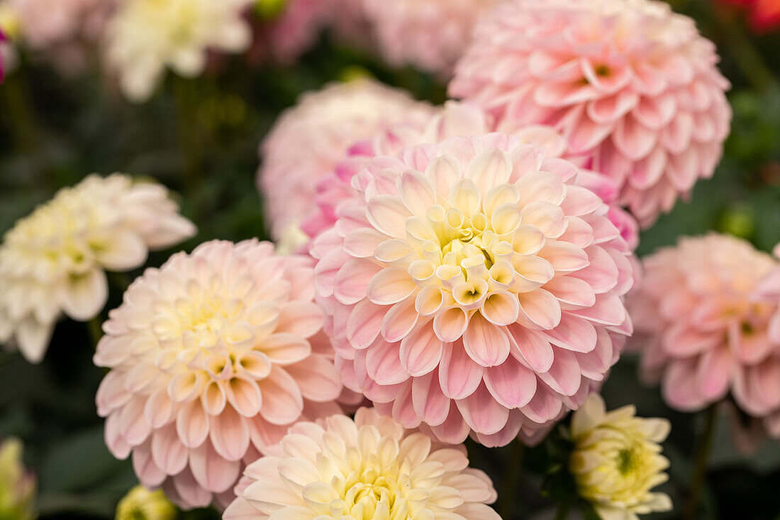 Dahlia cultivars Dalaya Sel® ''Neha''