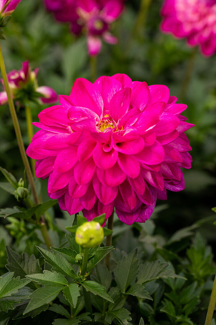 Dahlia cultivars Dalaya Sel® ''Tara''